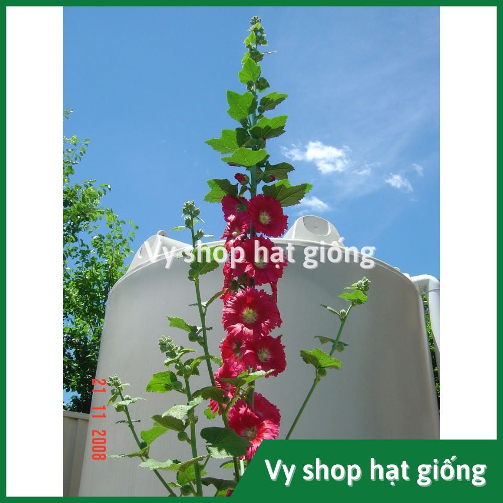 Hạt giống hoa mãn đình hồng đơn gói 50 hạt mix màu