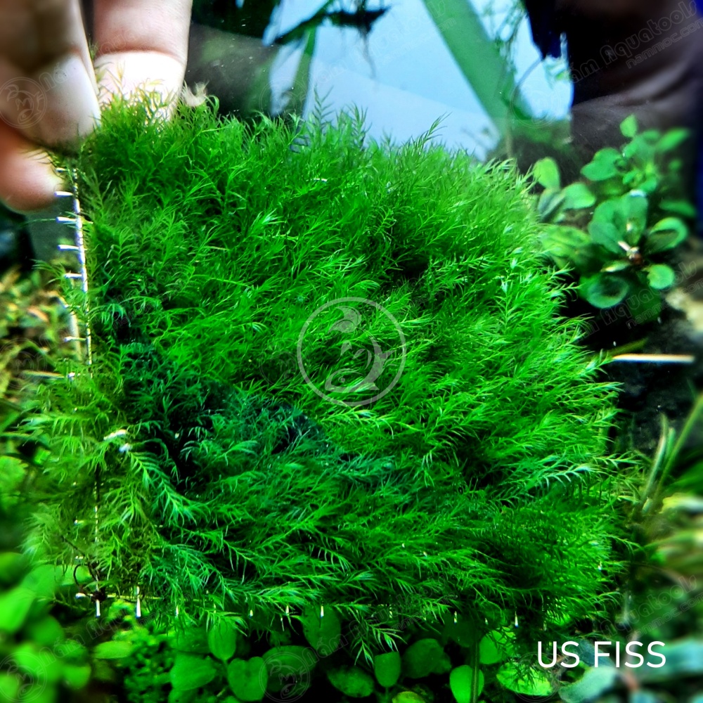 Rêu US Fiss (Phoenix Moss) - Loài Rêu Thuỷ Sinh Cực Đẹp, Dễ Chăm Và Rất Được Ưa Chuộng