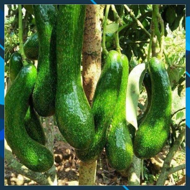 Cây Giống Bơ 034 - Cây ghép nhanh trái_Cây Giống Bơ Dài Sáp Dẻo, Béo Ngậy Cơm Vàng Dày Dễ Trồng SAMSON GARDEN
