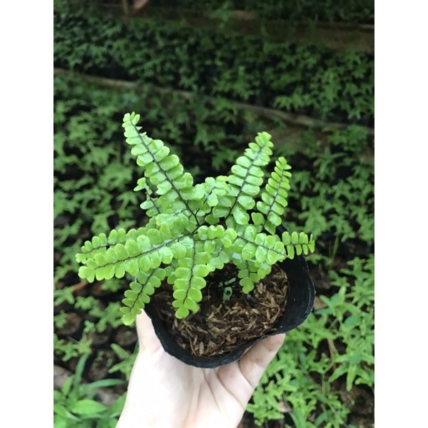 Dương xỉ tóc trinh nữ