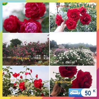 Combo 7 Cành Chiết Hoa Hồng Cổ ( Giống Hoa Hồng) - Vattucaygiong