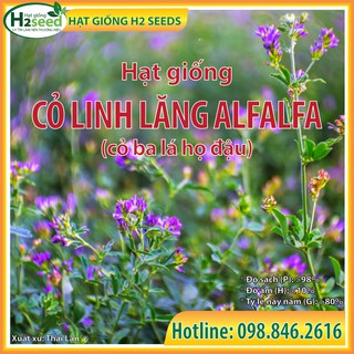 Hạt Giống Cỏ Linh Lăng ALFALFA - gói 200g - Hạt cỏ siêu dinh dưỡng cho chăn nuôi dành cho dê, cừu, thỏ...