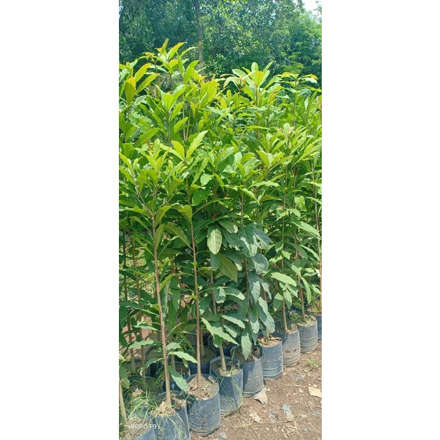 Cây Lộc Vừng-Rẻ-Chất lượng-FreeShip từ 70k