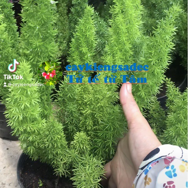 Caykiengsadec - Cây đuôi chồn - tặng phân bón-hoa kiểng lá-trang trí cảnh quan sân vườn ngoài trời