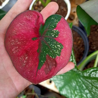 Chậu cây môn màu Baret caladium - ship toàn quốc