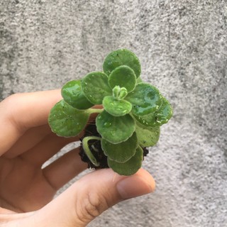 Sen đá lá thơm/ Nhất mạt hương size 10 cm