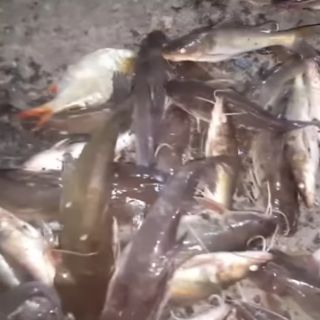 1kg Mồi thuốc cá lăng cá da trơn siêu nhại