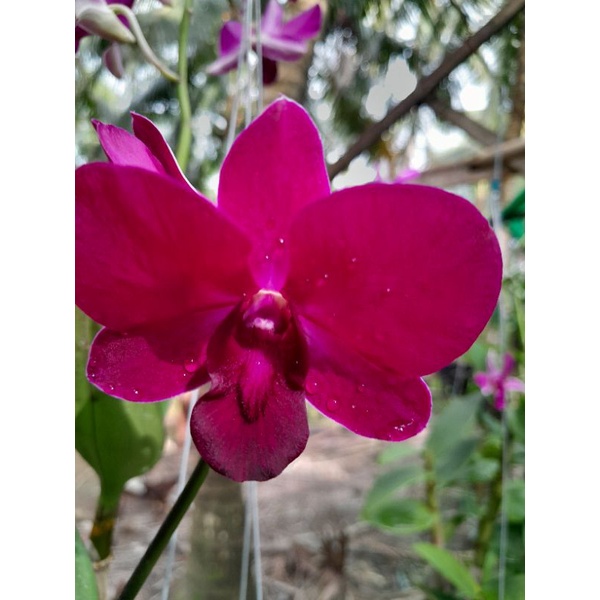 Hoa Lan Dendro Panama Red 1 Chậu ( chậu cây trưởng thành, sắp có ngồng hoa, nhiều thân)