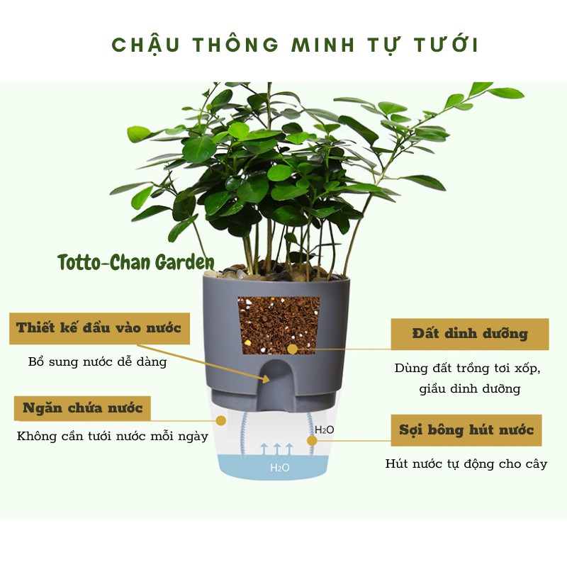 Chậu trồng cây thông minh tự tưới  thiết kế 2 lớp trong suốt đáy SIZE VỪA HÀNG LOẠI 1