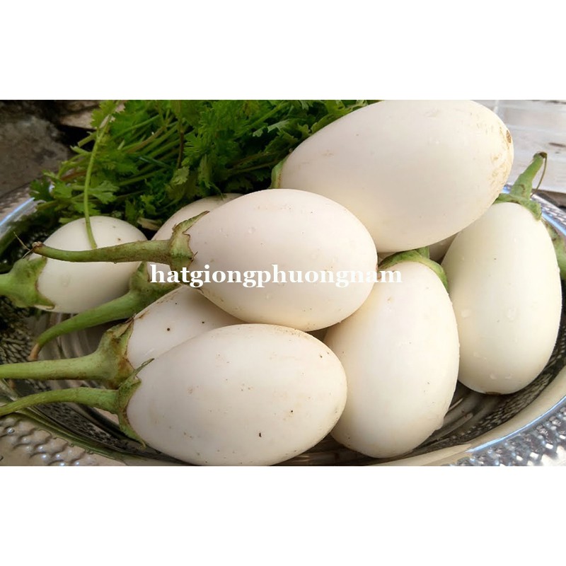 40H - HẠT GIỐNG CÀ PHÁO TRỨNG TRẮNG