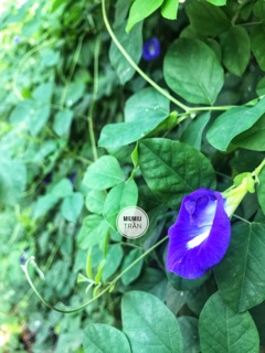 Hoa đậu biếc khô