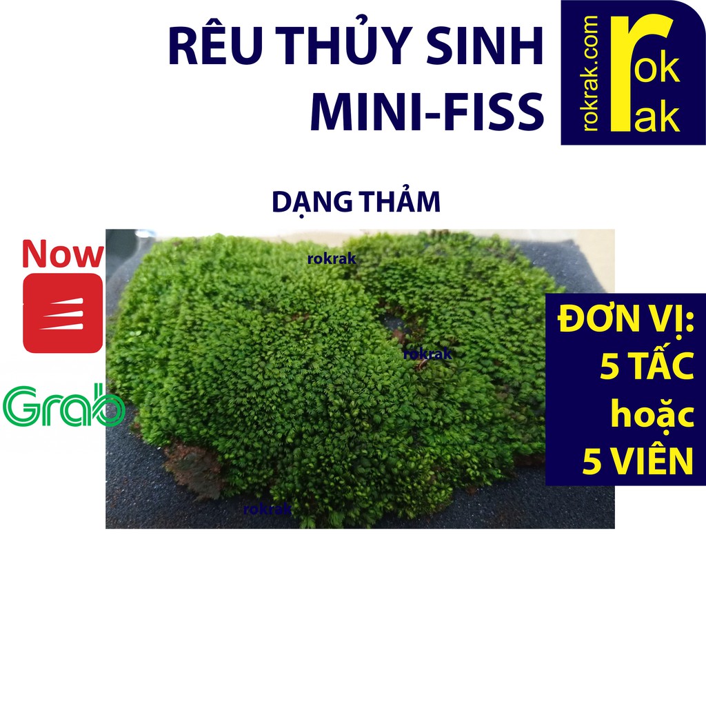 [Mã 159FMCGSALE giảm 8% đơn 500K] Rêu Minifiss thủy sinh dạng thảm 5 tấc hoặc ôm đá 5 viên