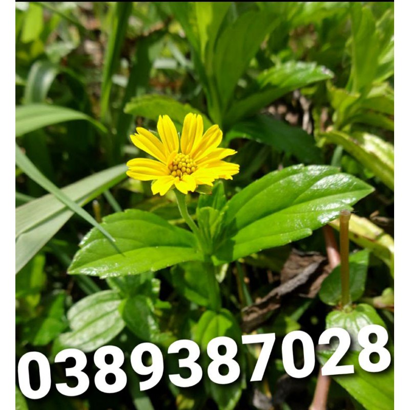 cây sài đất giống, 14 cây