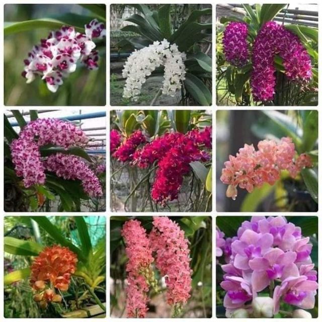 Lan Ngọc điểm Thái cây giống