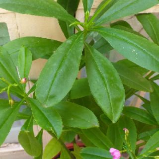 Chậu cây sâm đất cây rau, cây thuốc.