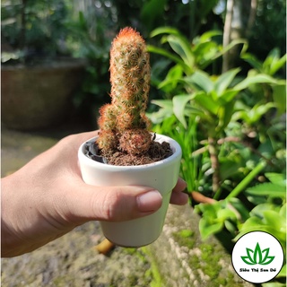 Xương Rồng Thạch Trụ Đà Lạt Đã Thuần Khí Hậu Size Bầu Đường Kính 4-6 cm