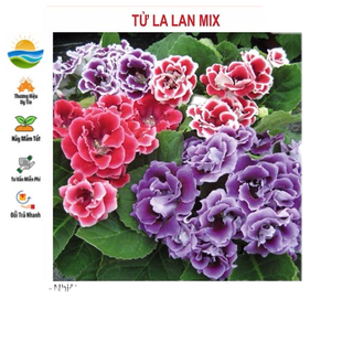 Hạt giống hoa tử la lan - 5 hạt