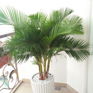 Cây Cau Vàng ( cây cao 1m)