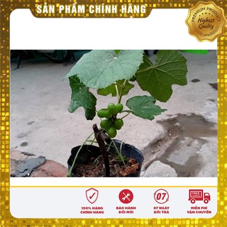 Hạt Giống Nho Pháp