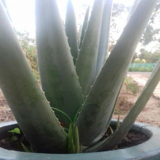 Cây nha đam giống Mỹ ( không  bầu  đất )