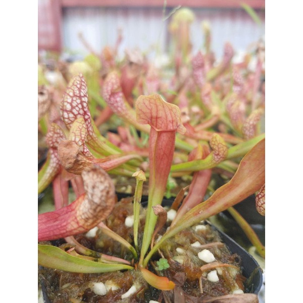 Cây Ăn Thịt Côn Trùng, Cây Băt Mồi, Bẩy Kẹp, Hố Bẩy, Nắp Ắm Nepenthes , Gọng Vó, Bông Hoa Ăn Thịt, Cây Bắt Muỗi,Bắt Ruồi