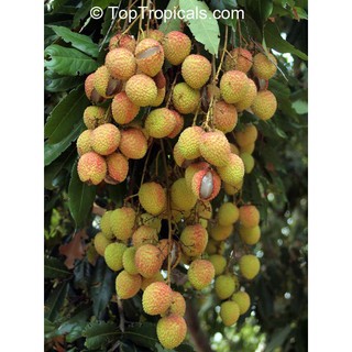 CÂY VẢI HẠT LÉP