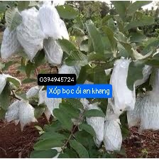 1kg xốp bao ổi sẵn  xốp bọc ổi, xốp bao na thái, xốp bao trái cây tránh côn trùng hiệu quả