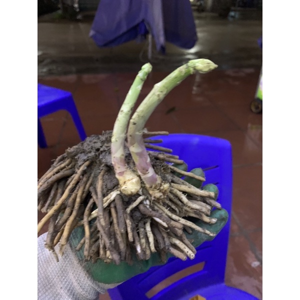 5 Cây măng tây giống 2 năm tuổi