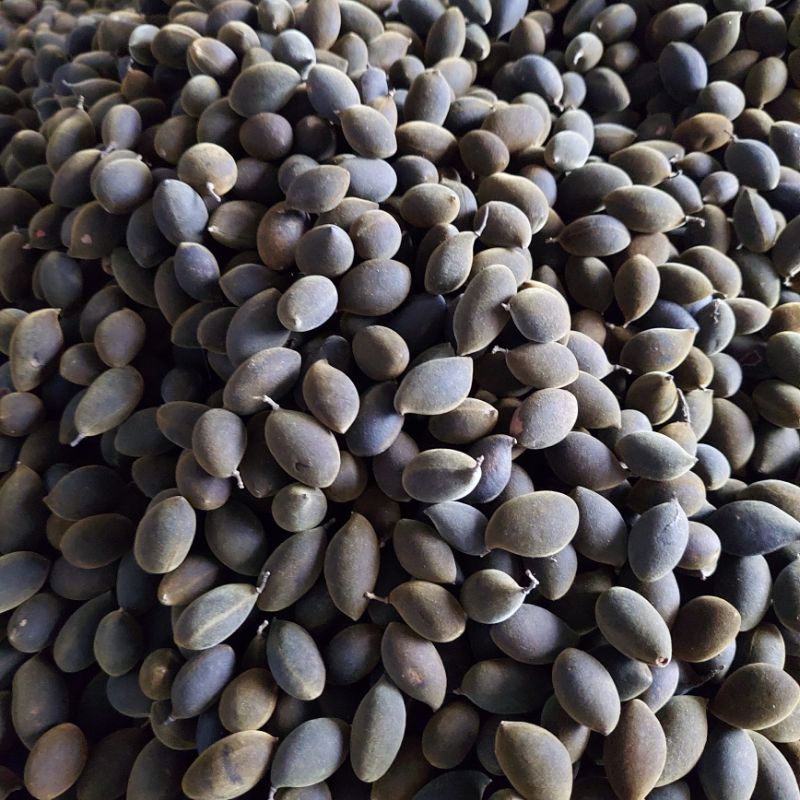 Trái Say Rừng- Tặng Kèm Muối Tôm