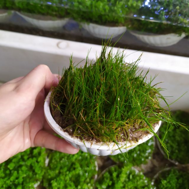 Cây thủy sinh Ngưu Ma Chiên cây cỏ thủy sinh trải nền cực mượt và đẹp (Ảnh thật của sản phẩm)