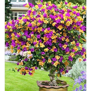 CÂY HOA GIẤY NGŨ SẮC