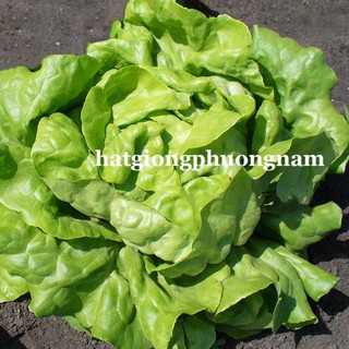 2GR - hạt giống xà lách búp mỡ ( xà lách đăm )