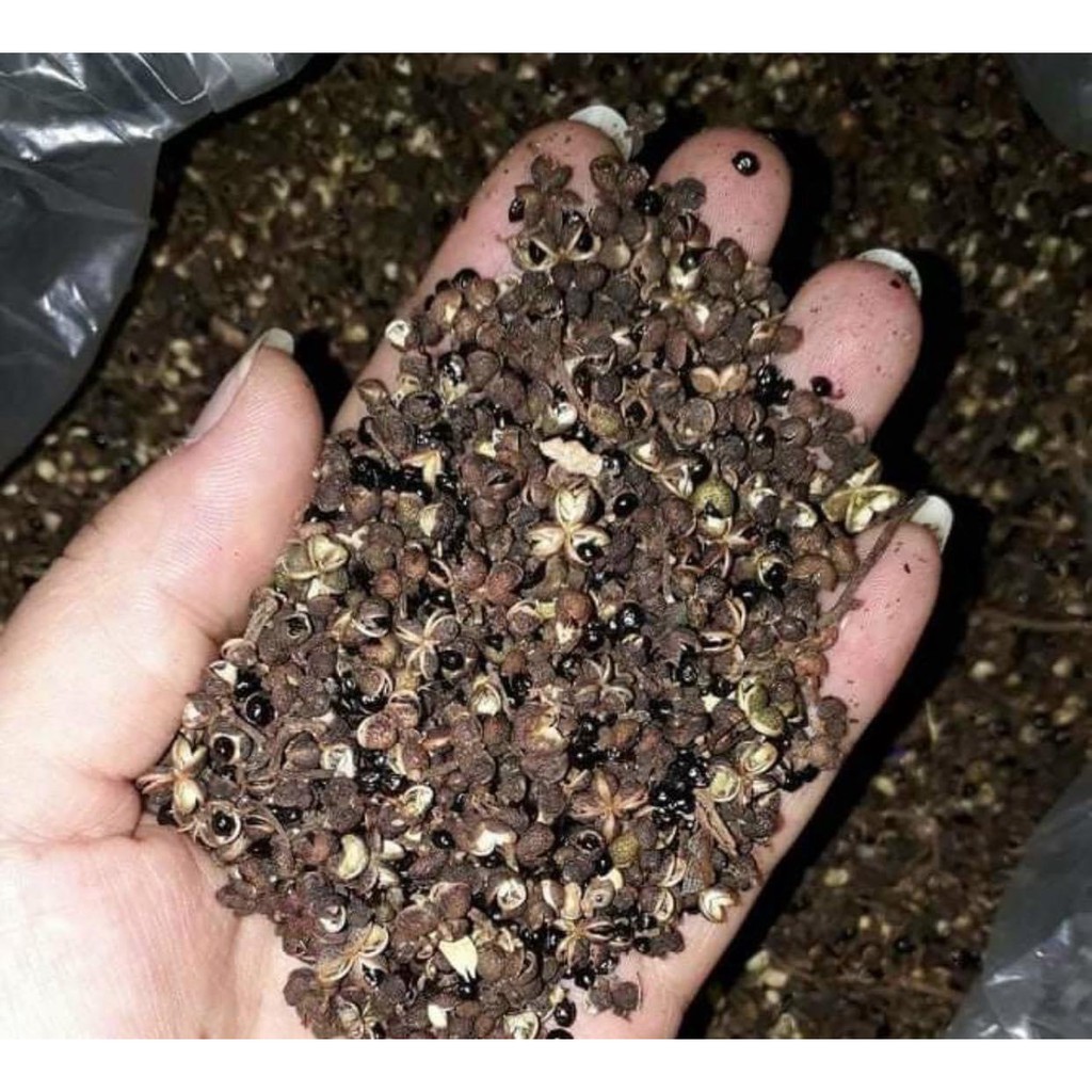 Mắc khén - Makhaen berries ướp thịt nướng Tây Bắc