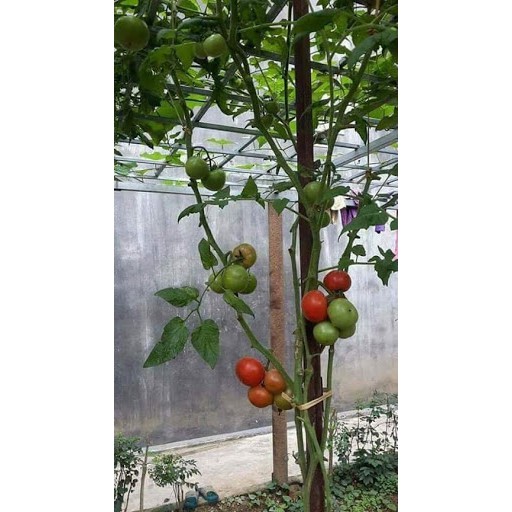 Hạt giống cà chua leo giàn (cà chua bạch tuộc) 20 hạt
