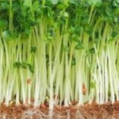Hạt giống rau mầm củ cải trắng ăn ngon gói 20gr
