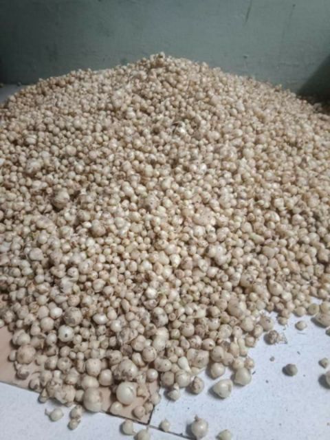 0.5kg hạt ném tươi (hành tăm) Quảng Trị (nhà trồng)