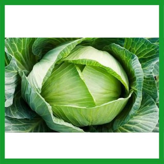 Hạt giống Cải Bắp Xanh
