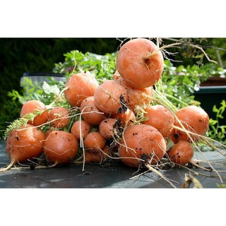 HẠT CÀ RỐT CỦ TRÒN PARIS - GÓI 1 GRAM