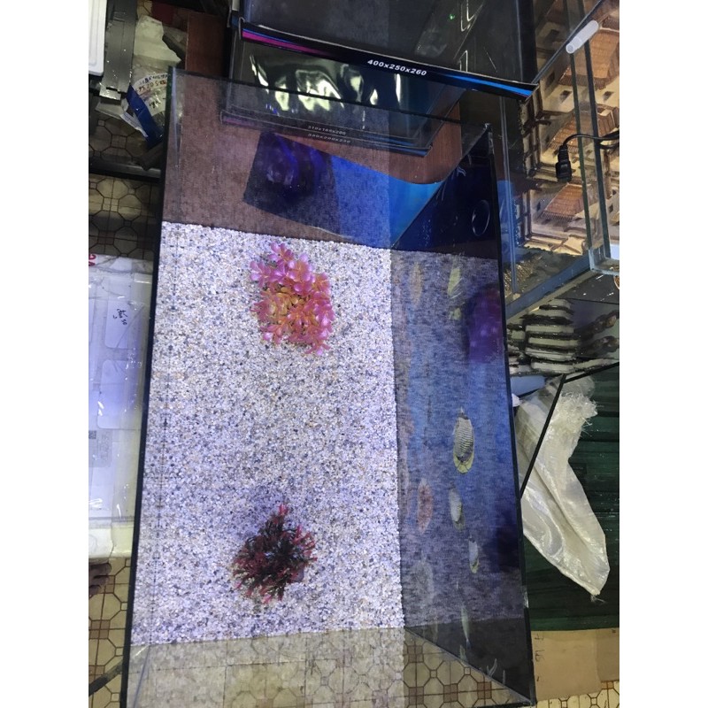 Bể cá dài 60cm rộng 35 cm cao 35cm tặng tranh và đồ trang trí