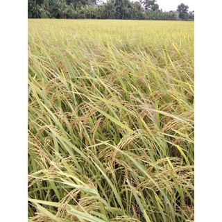 Gạo lứt hữu cơ canh tác Garbage Enzyme