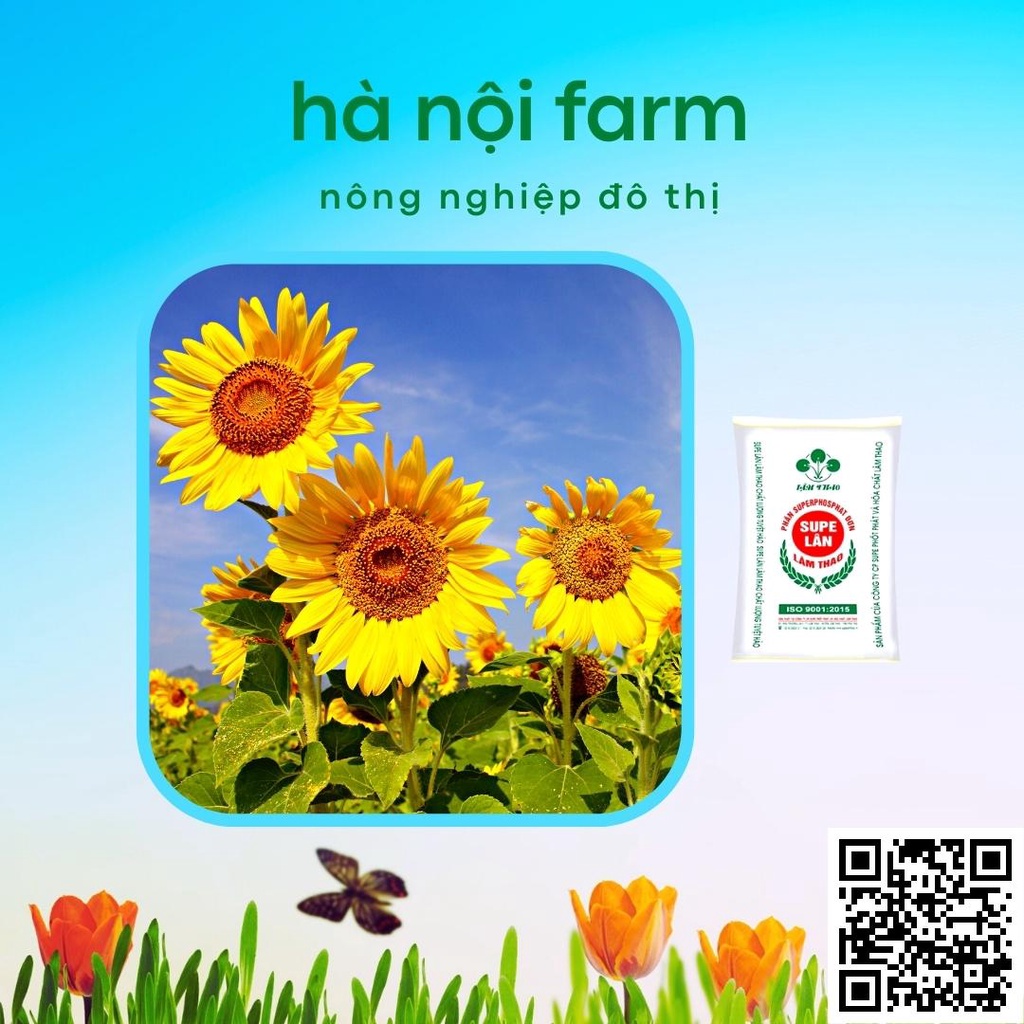 Phân Lân bột Lâm Thao- Supe 500g