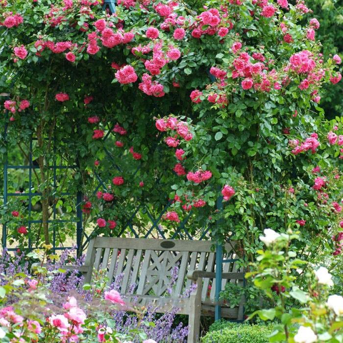 Hoa hông leo Mon Coeur rose +Tặng 02 cây nhót ngọt