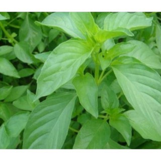 HẠT RAU HÚNG THƠM RAU É TRẮNG - GÓI 2 GRAM