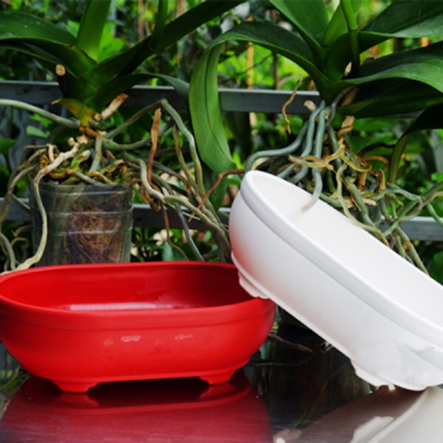 5 Chậu nhựa Oval, trang trí Để Bàn Đa Năng - chậu trồng cây bonsai