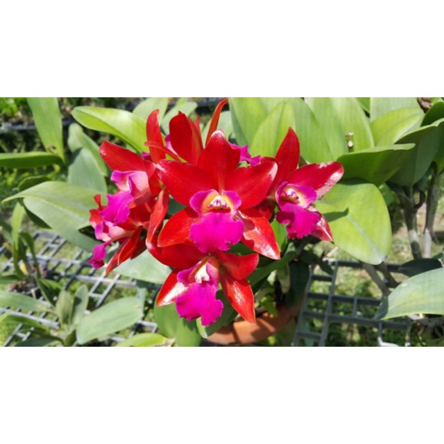 Hoa lan catt tú cầu đỏ size cây giống