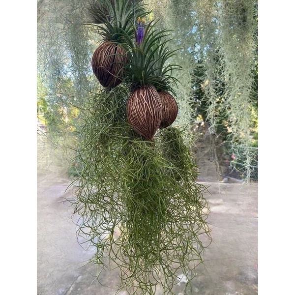 Trái dừa khô Thái Lan