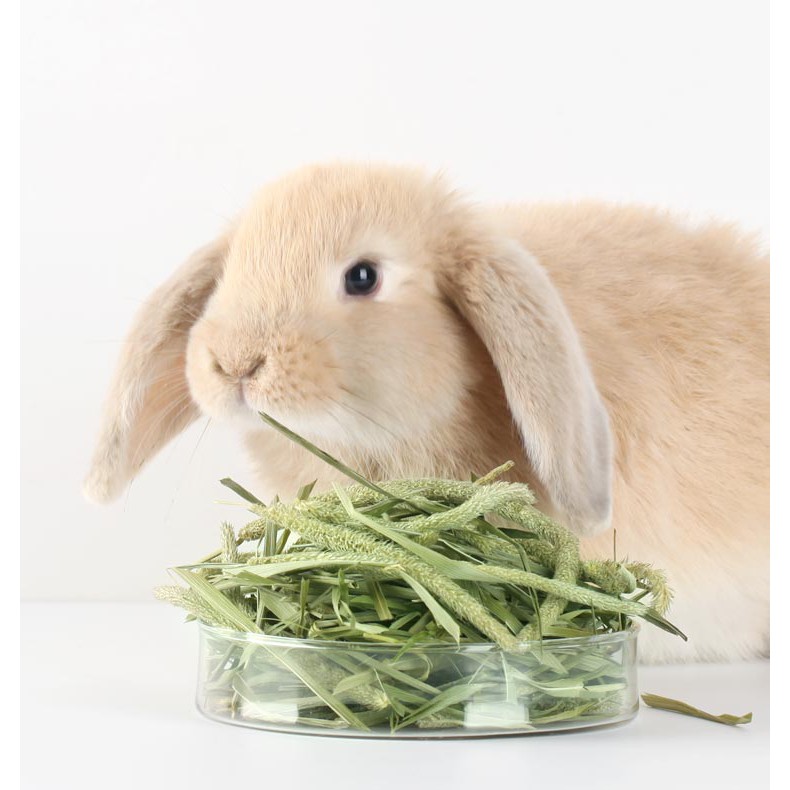 cỏ khô afafa và timothy 1 thùng kèm video (xanh và không bụi)