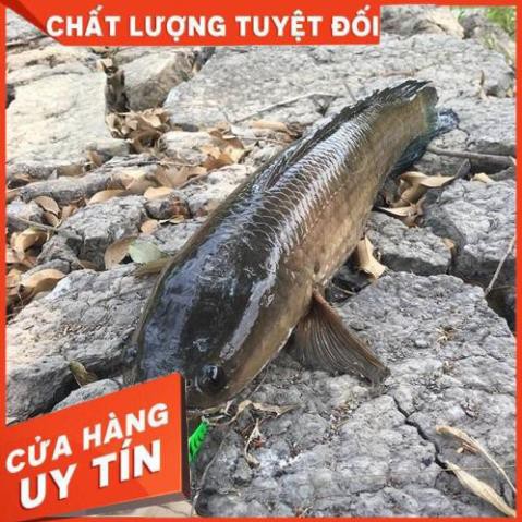 [ XẢ HÀNG ] Mồi câu cá giả Orochi 5g 8g và 10g chuyên câu cá lóc sanami fishing store