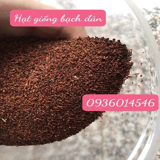Hạt giống Bạch đàn (Khuynh Diệp)