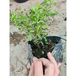 Cây Hồng Ngọc Mai, chỉ ship miền Nam do cận Tết